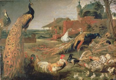 A Crow in Peacock